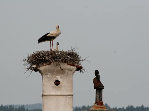Štorklje v Planini – fotografija 7